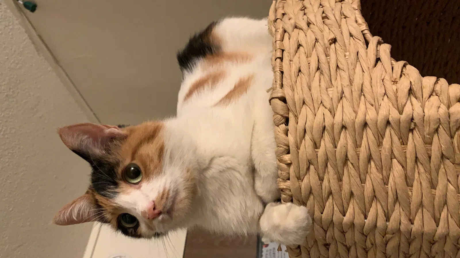 Lost cat in Davis, CA, 95616