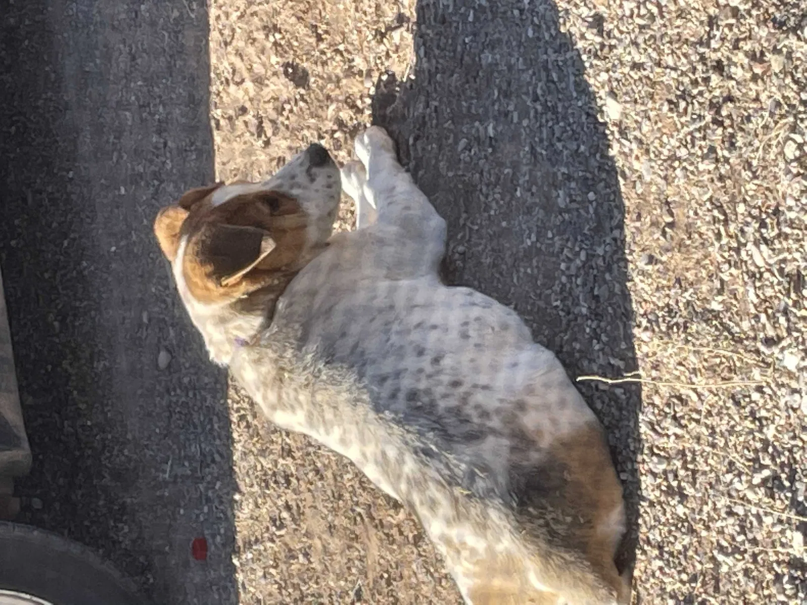 Lost dog in Bernalillo, NM, 87004