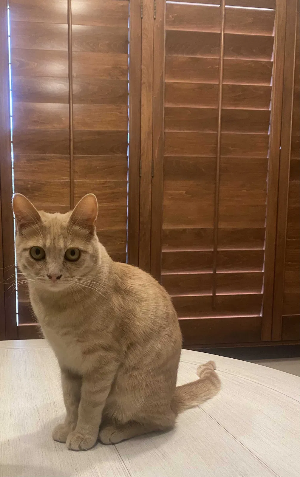 Lost cat in Yucca Valley, CA, 92284