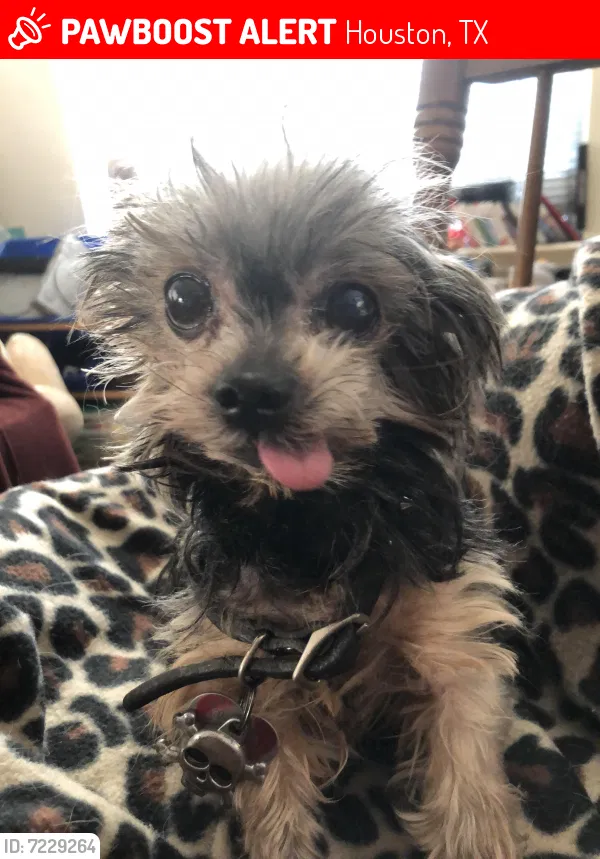 Lost dog in Houston, TX, 77070