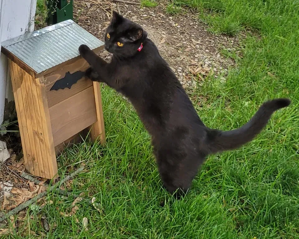 Lost cat in Baltimore, OH, 43105