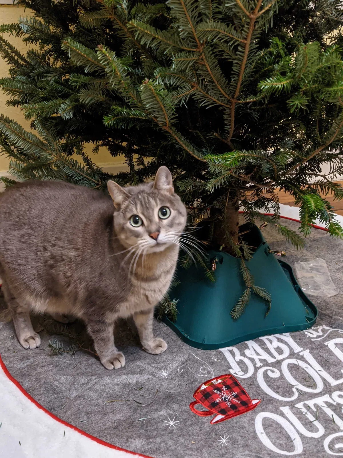 Lost cat in Dallas, TX, 75243