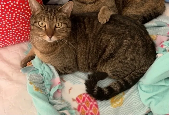 Lost cat in Colorado Springs, CO, 80917