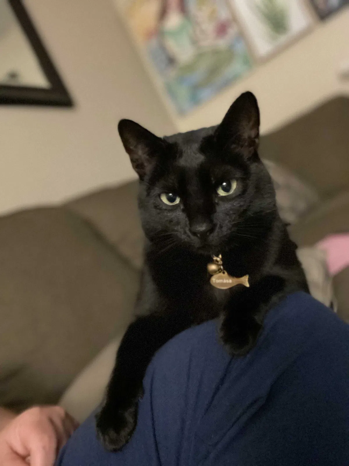 Lost cat in San Diego, CA, 92104