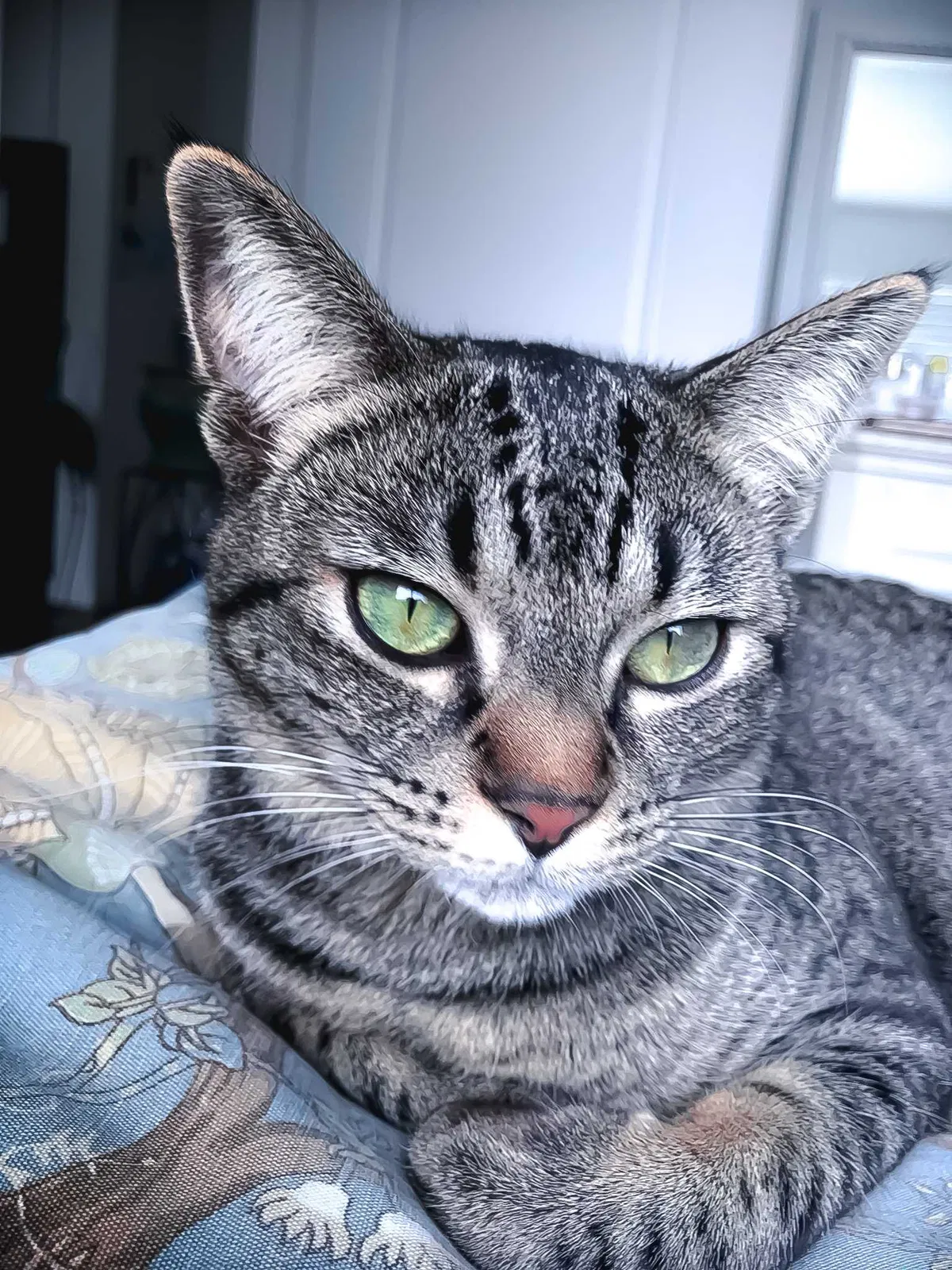 Lost cat in Riverside, CA, 92506