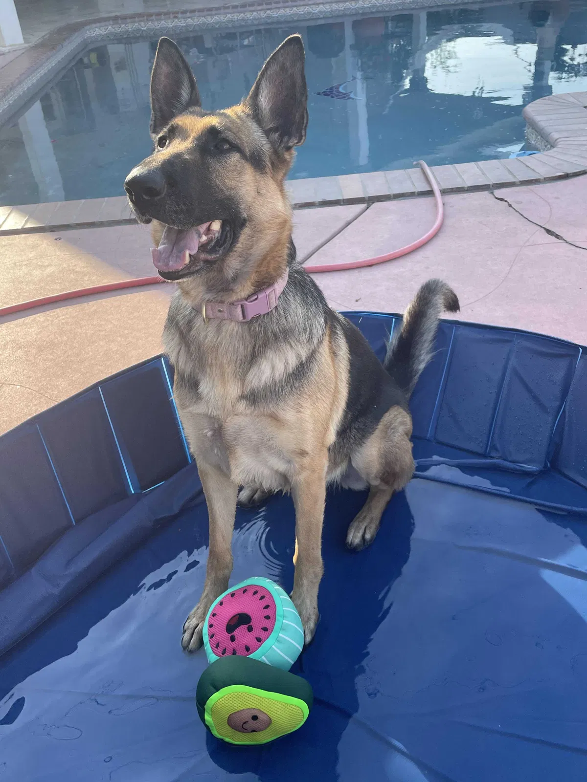 Lost dog in West Covina, CA, 91791