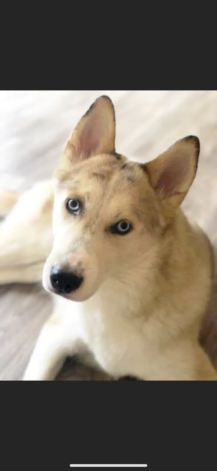 Lost dog in Dublin, OH, 43016