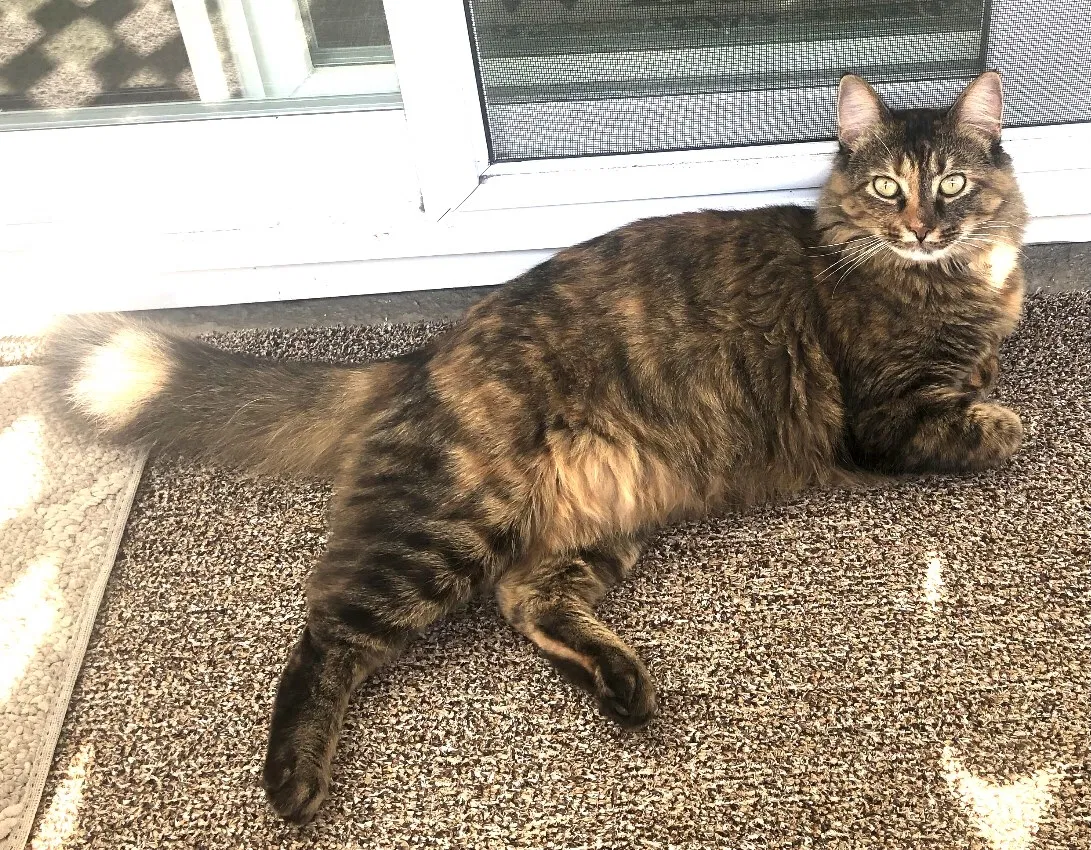 Lost cat in Laguna Niguel, CA, 92677