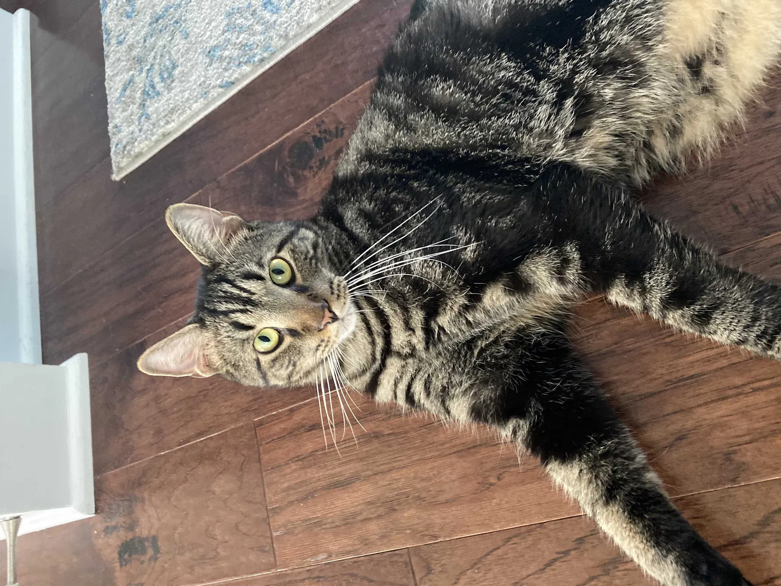 Lost cat in Quakertown, PA, 18951