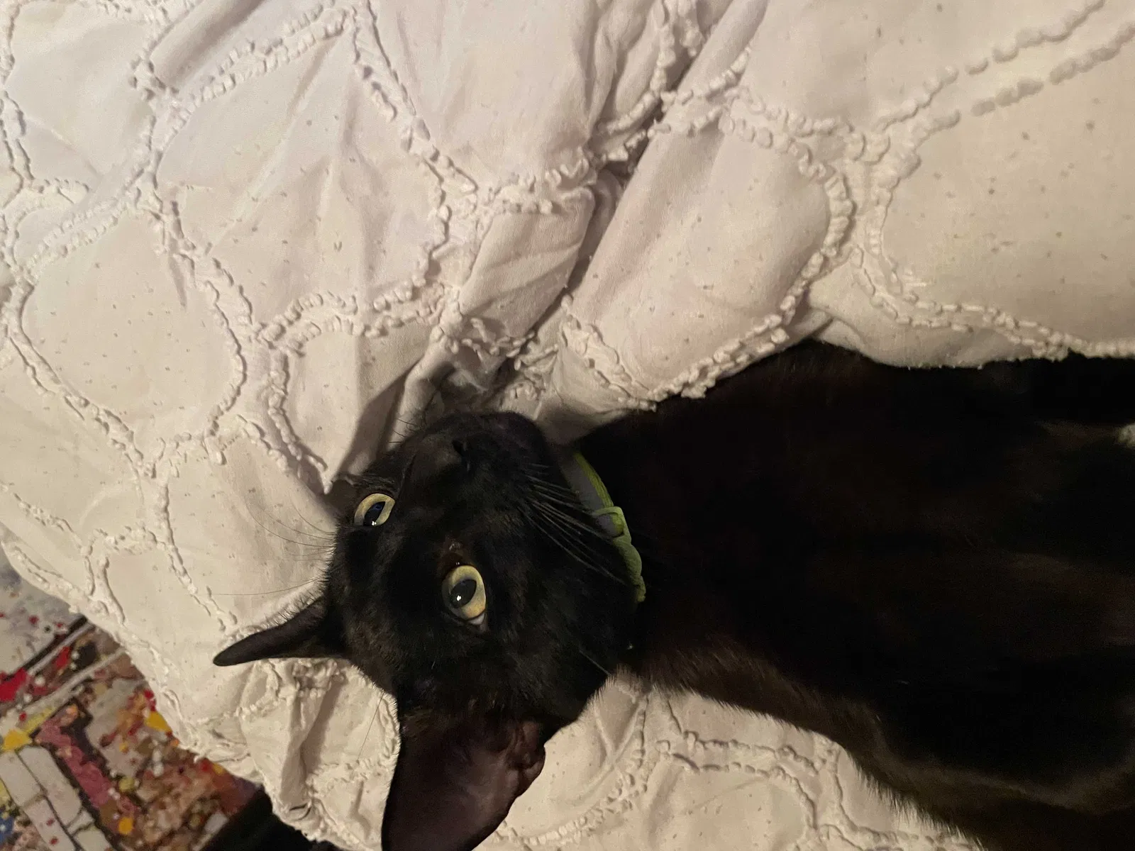 Lost cat in Matthews, NC, 28104