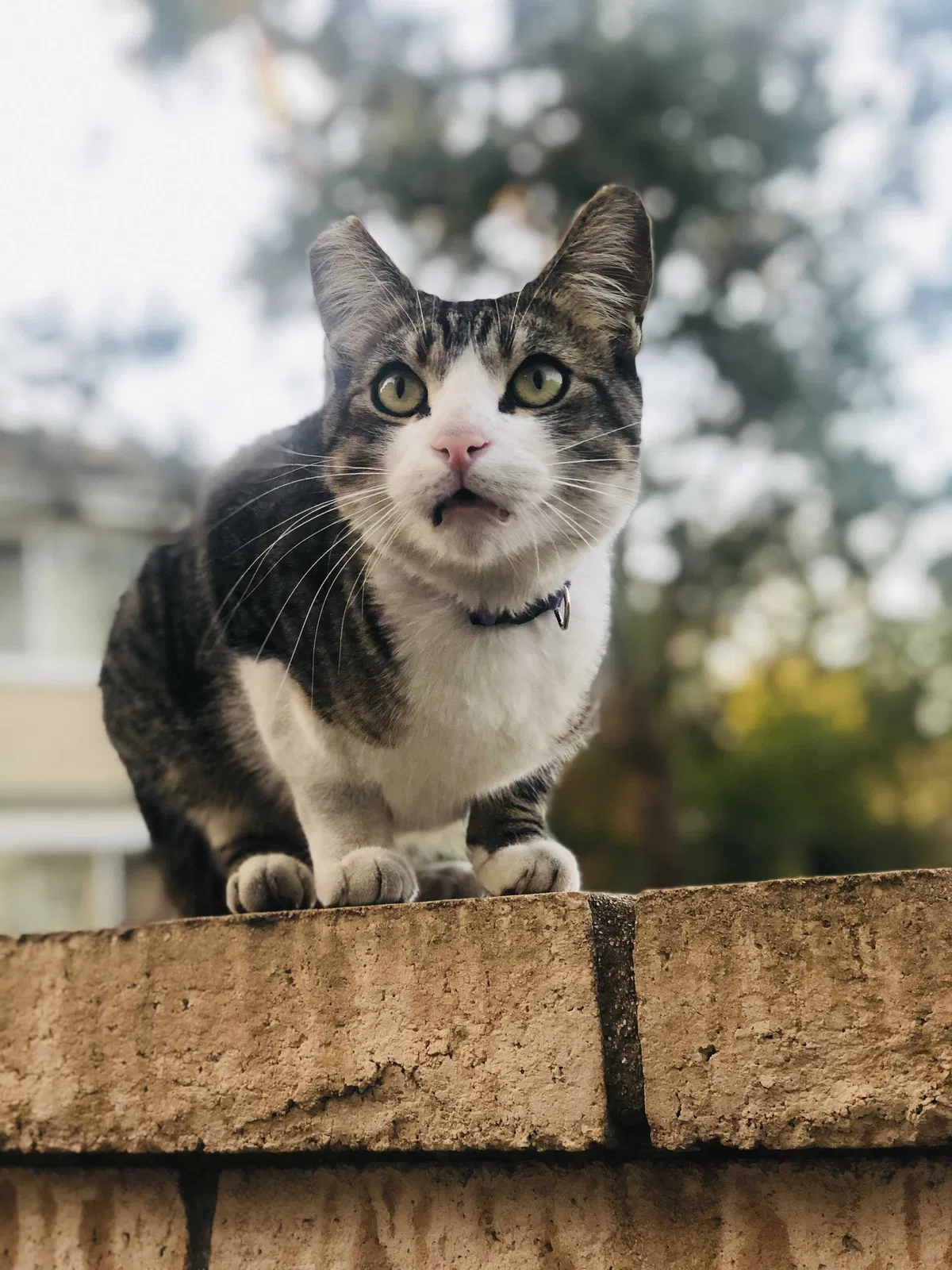 Lost cat in Tustin, CA, 92780