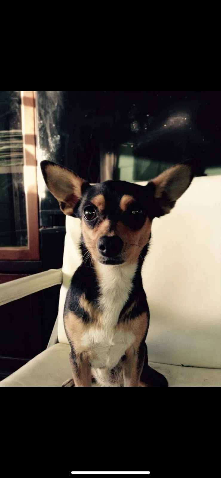 Lost dog in Hemet, CA, 92544