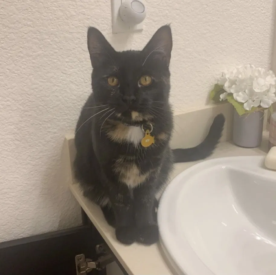 Lost cat in Reno, NV, 89521