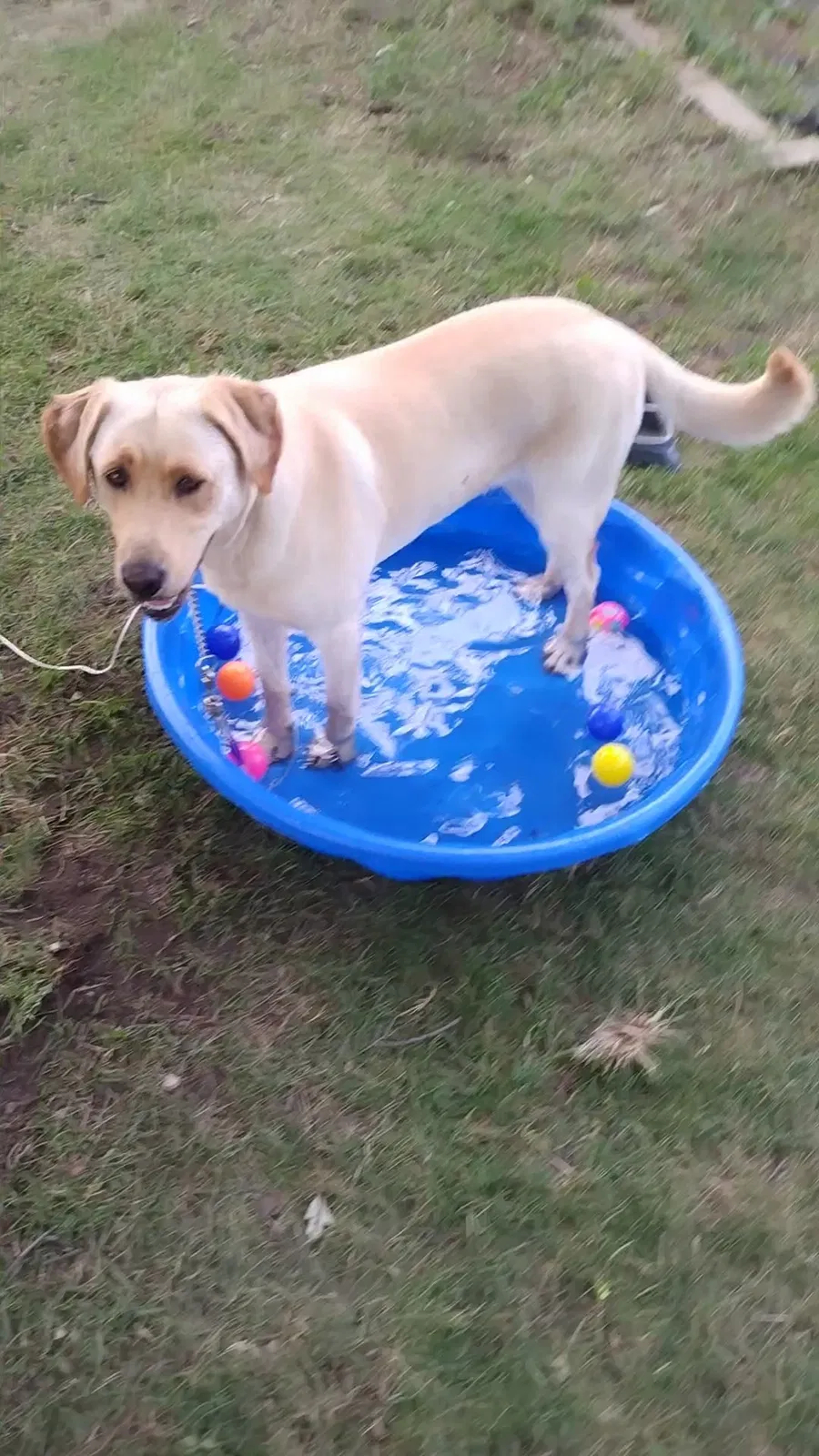 Lost dog in Centerville, SD, 57014