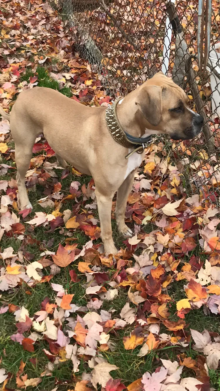 Lost dog in Windsor, CT, 6095