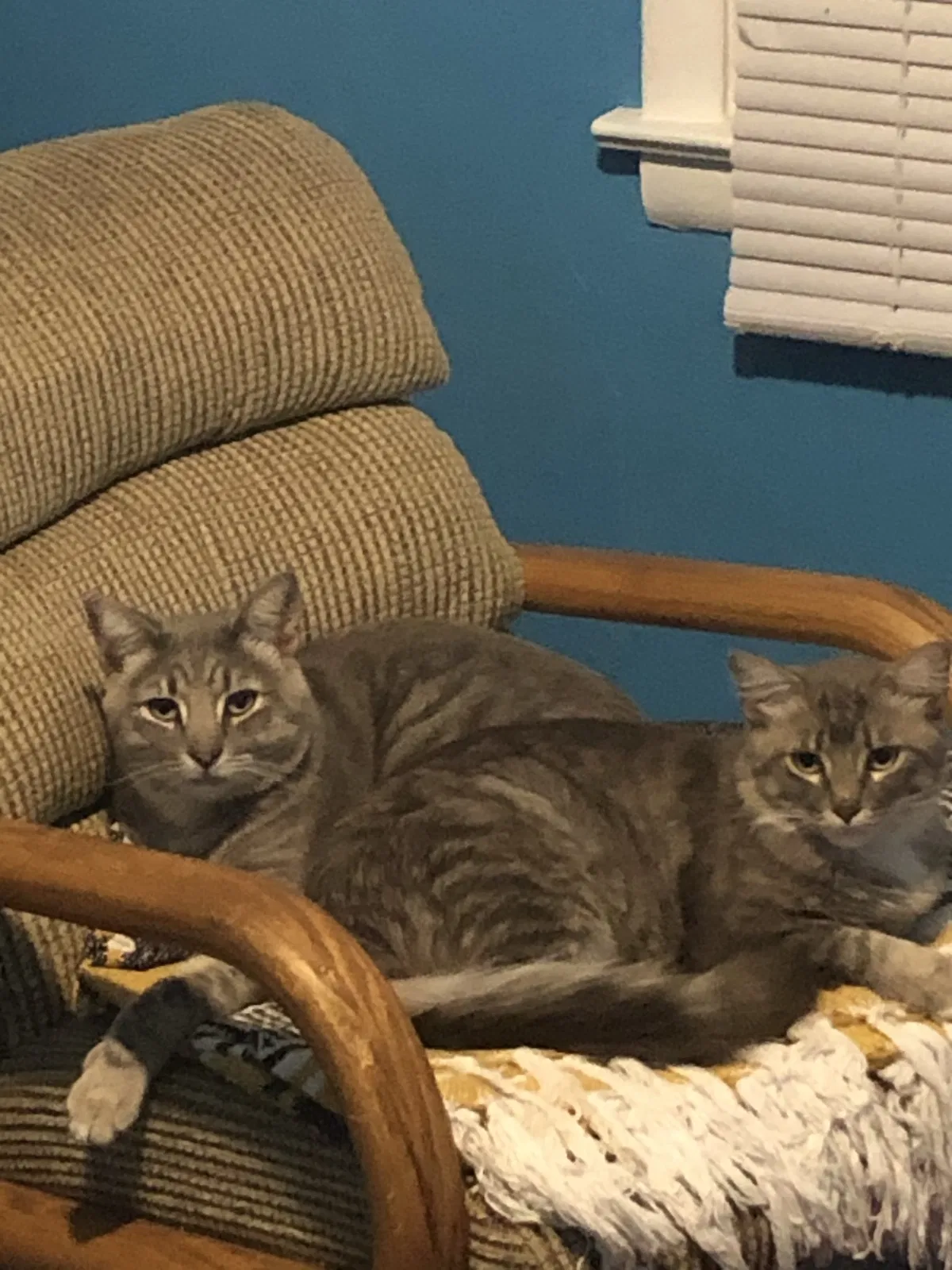 Lost cat in Muskegon, MI, 49442