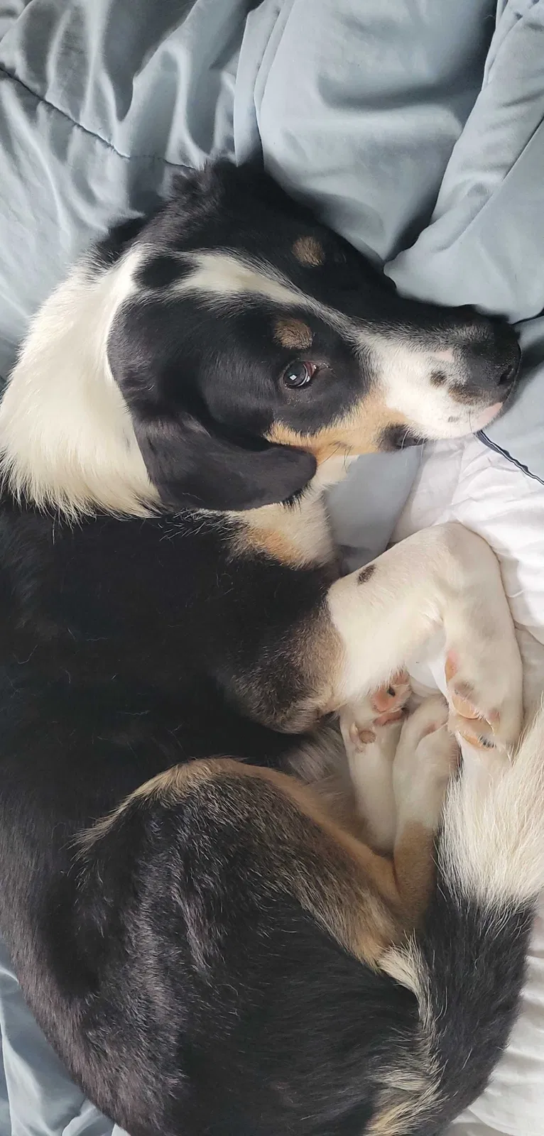 Lost dog in Cincinnati, OH, 45231