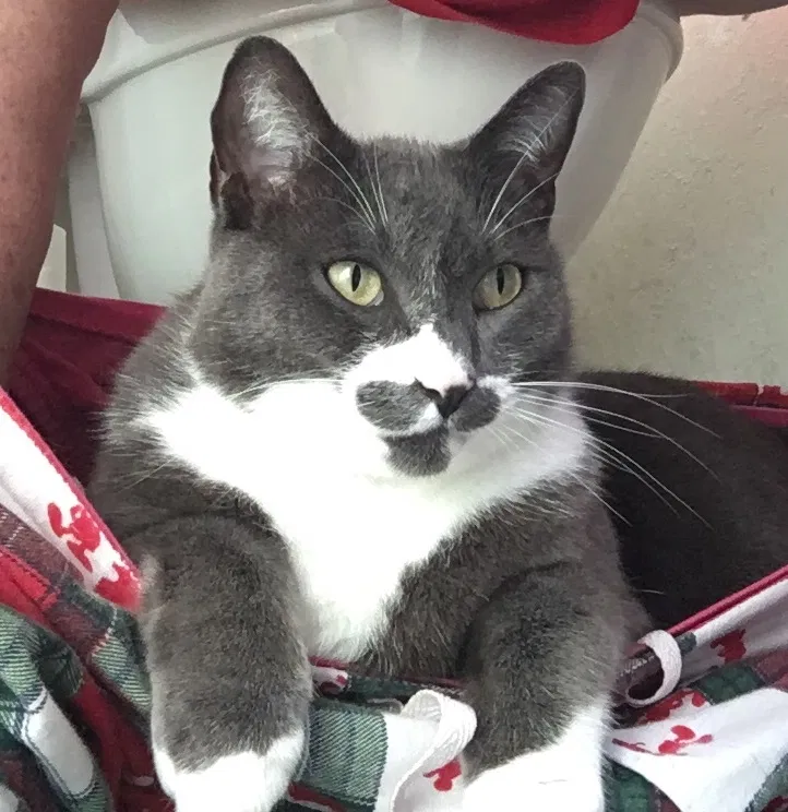 Lost cat in Carmel, CA, 93923
