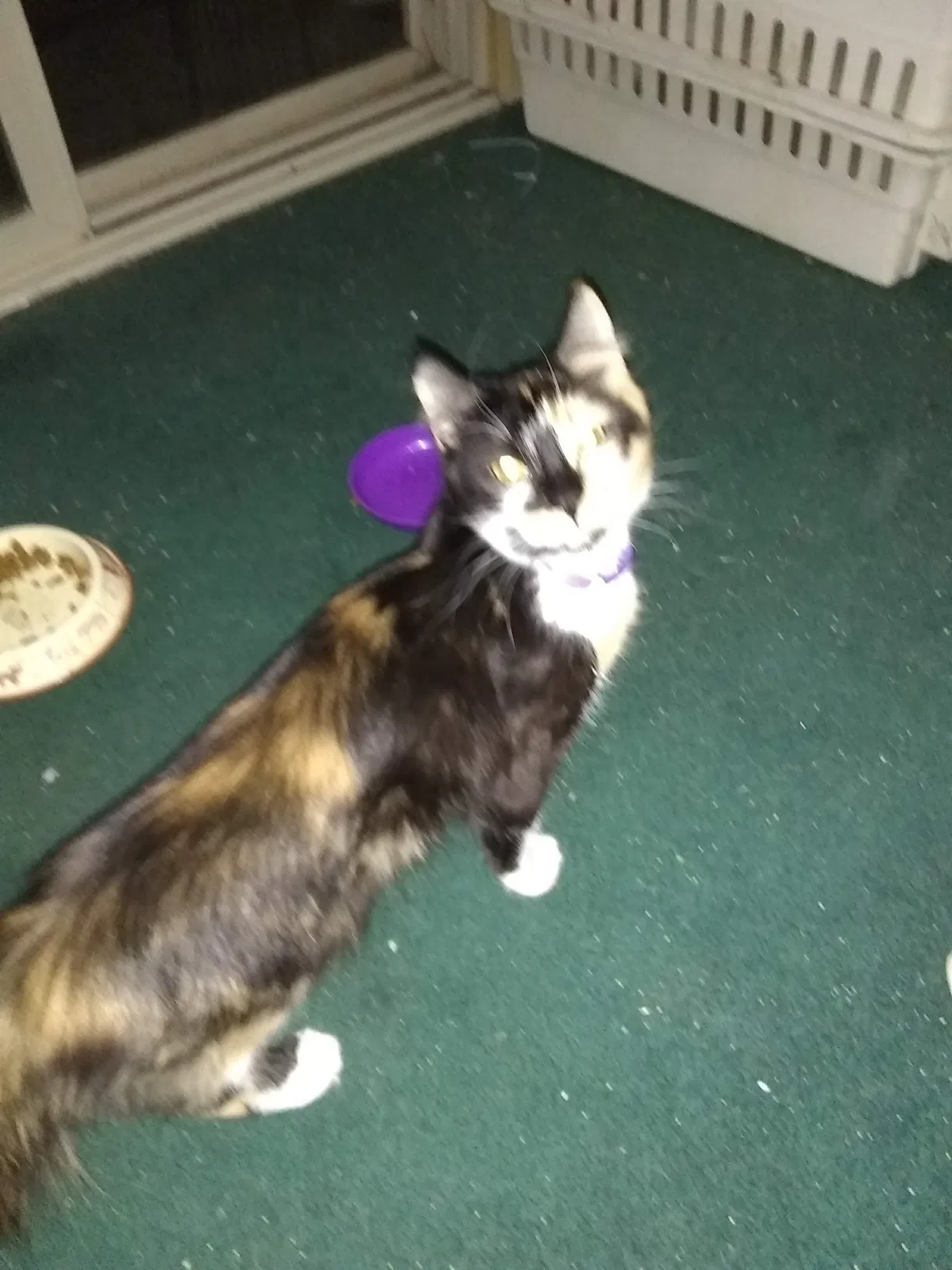 Lost cat in Pinon Hills, CA, 92372