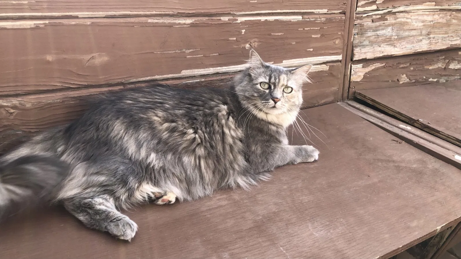 Lost cat in Broomfield, CO, 80021