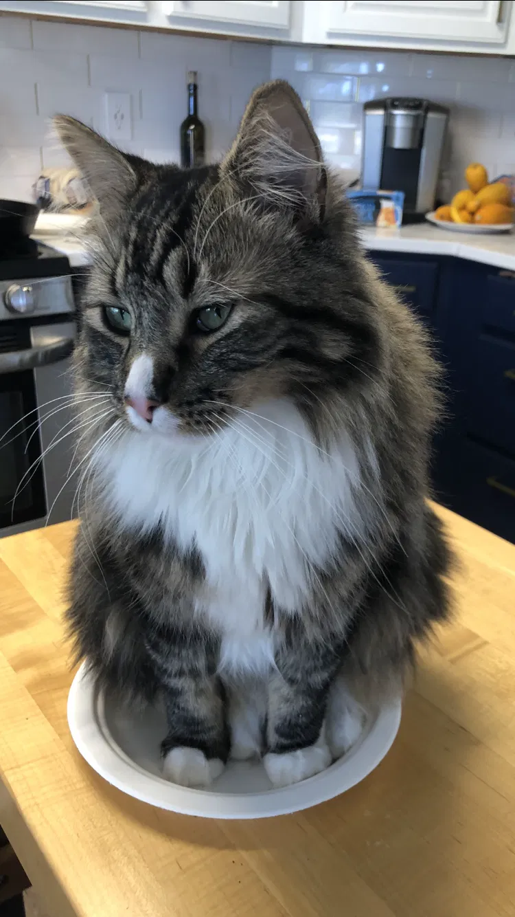 Lost cat in Lone Tree, CO, 80124