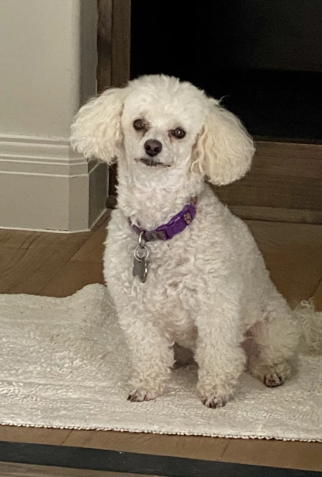 Lost dog in Lexington, KY, 40516