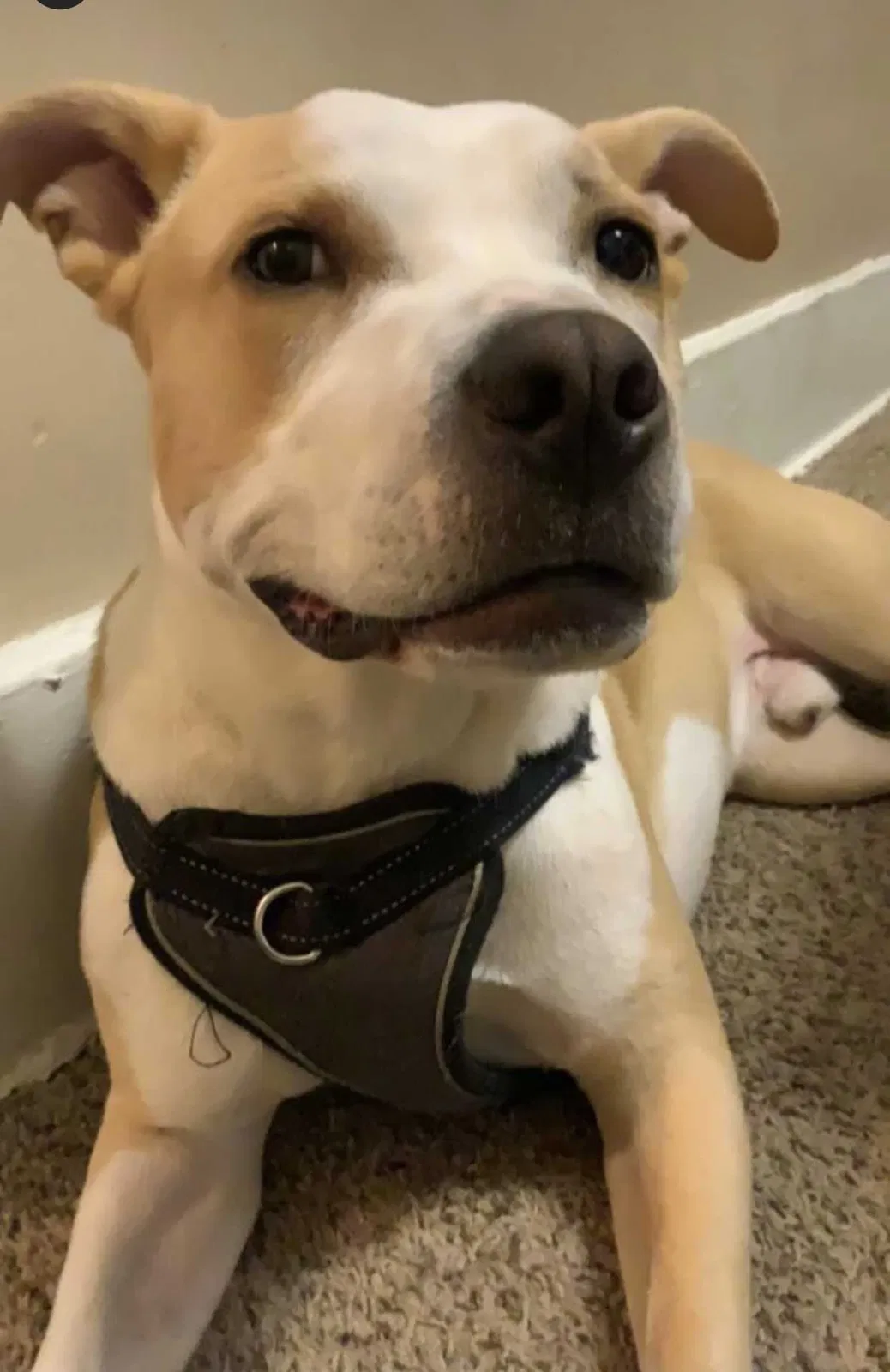 Lost dog in Omaha, NE, 68132