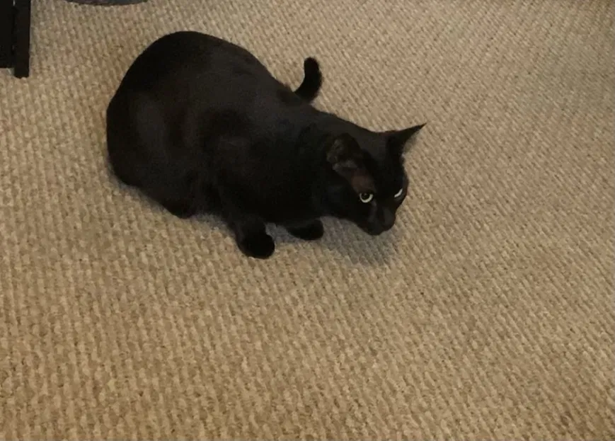 Lost cat in Fontana, CA, 92336