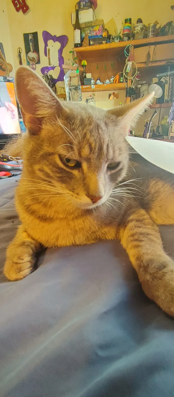 Lost cat in Albuquerque, NM, 87105