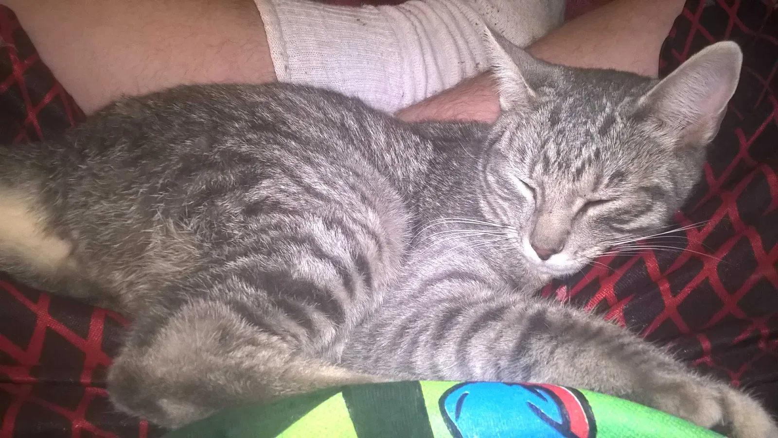 Lost cat in Albuquerque, NM, 87105