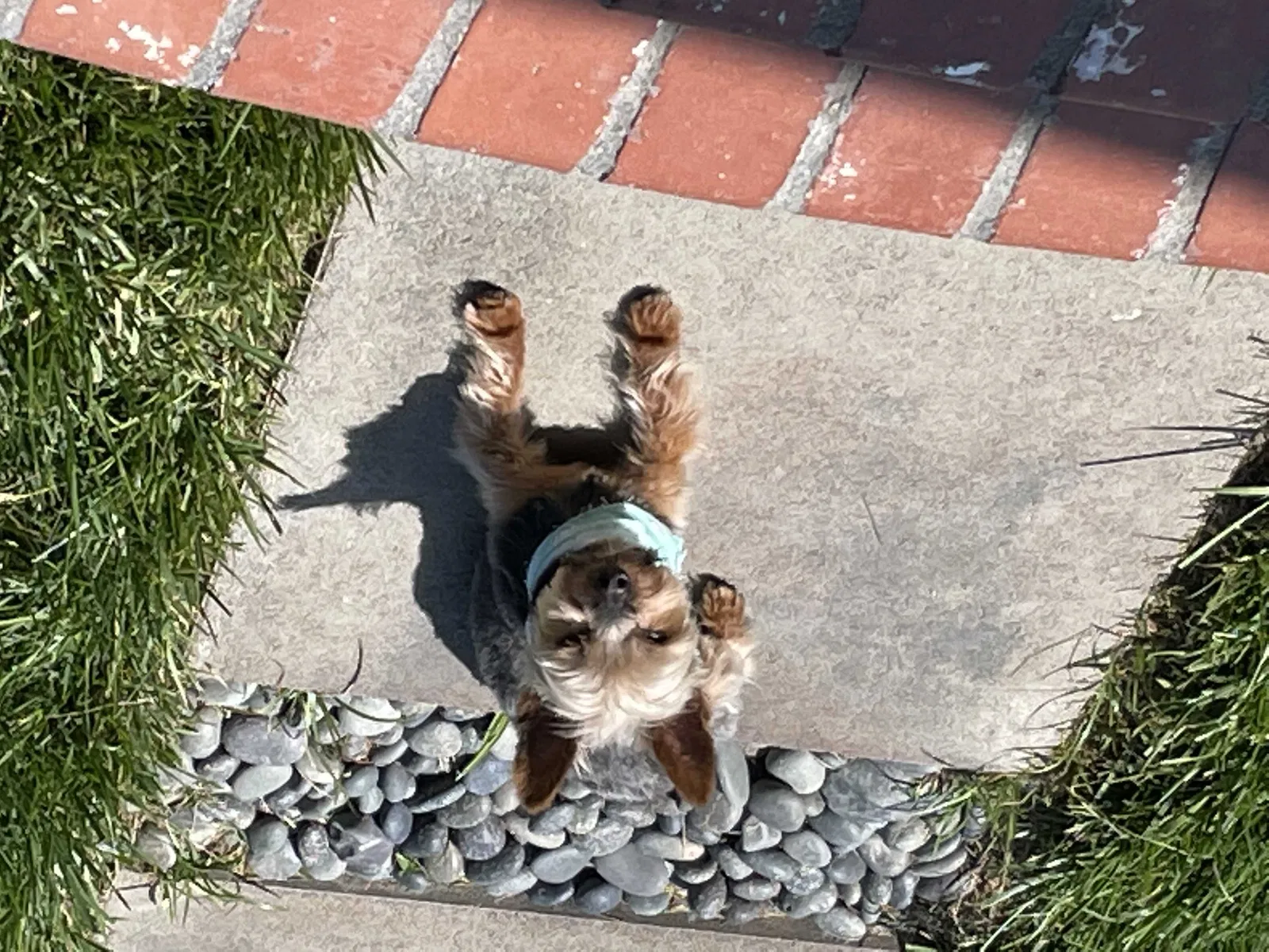 Lost dog in Compton, CA, 90222