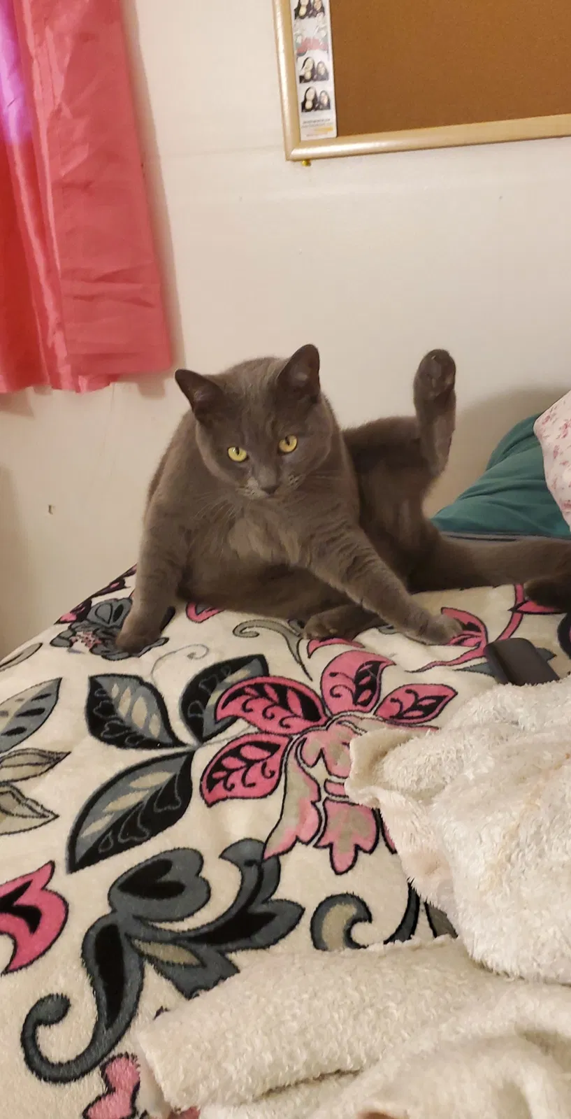 Lost cat in Santa Ana, CA, 92703