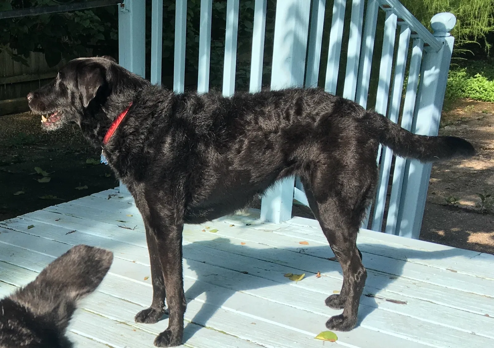 Lost dog in New Orleans, LA, 70117