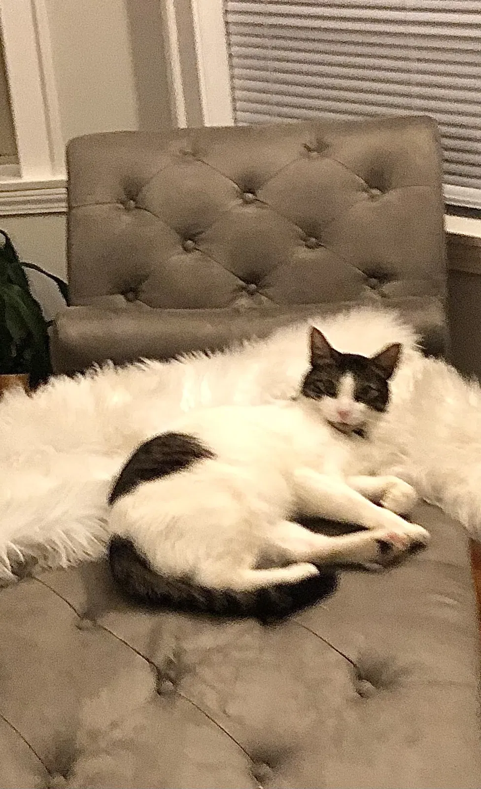 Lost cat in Chicago, IL, 60625