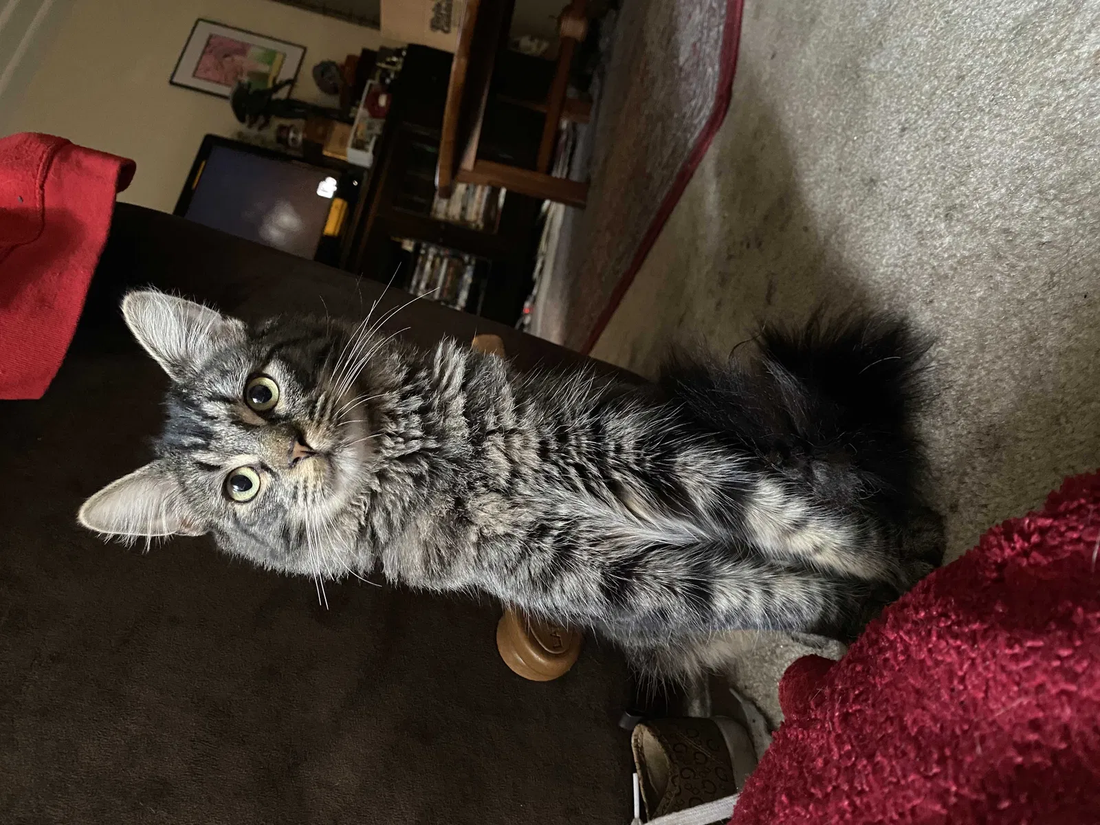 Lost cat in El Cajon, CA, 92019