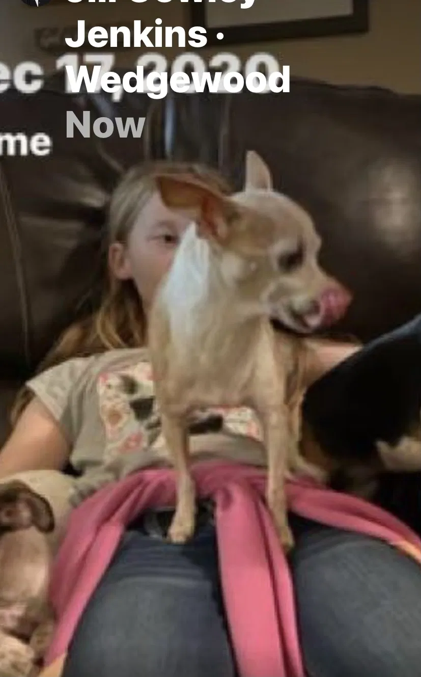 Lost dog in Royse City, TX, 75189