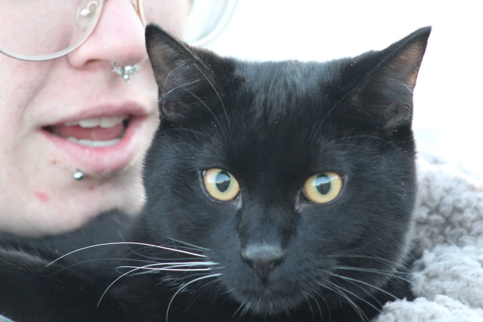 Lost cat in Las Vegas, NV, 89105