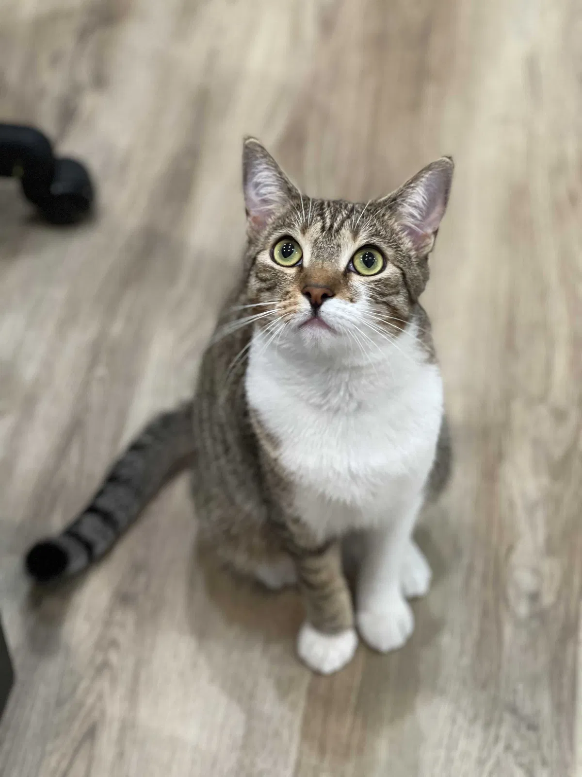 Lost cat in Diamond Bar, CA, 91765