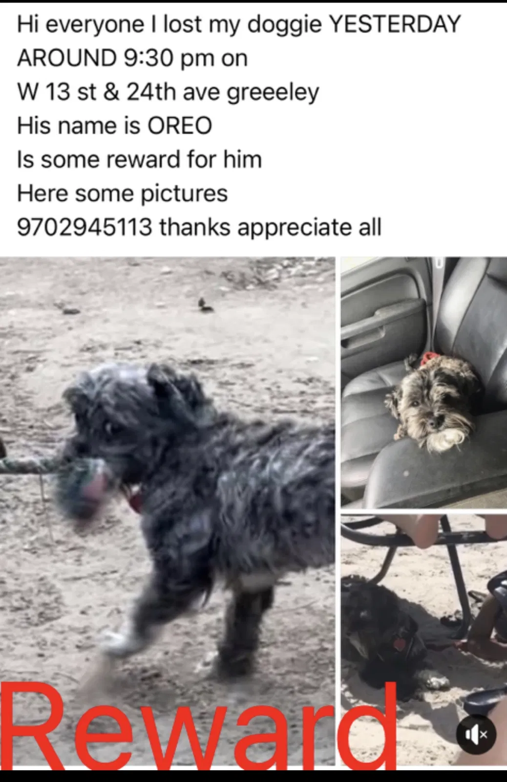 Lost dog in Greeley, CO, 80634