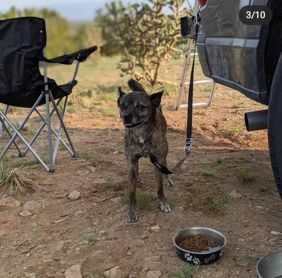 Lost dog in Houston, TX, 77040