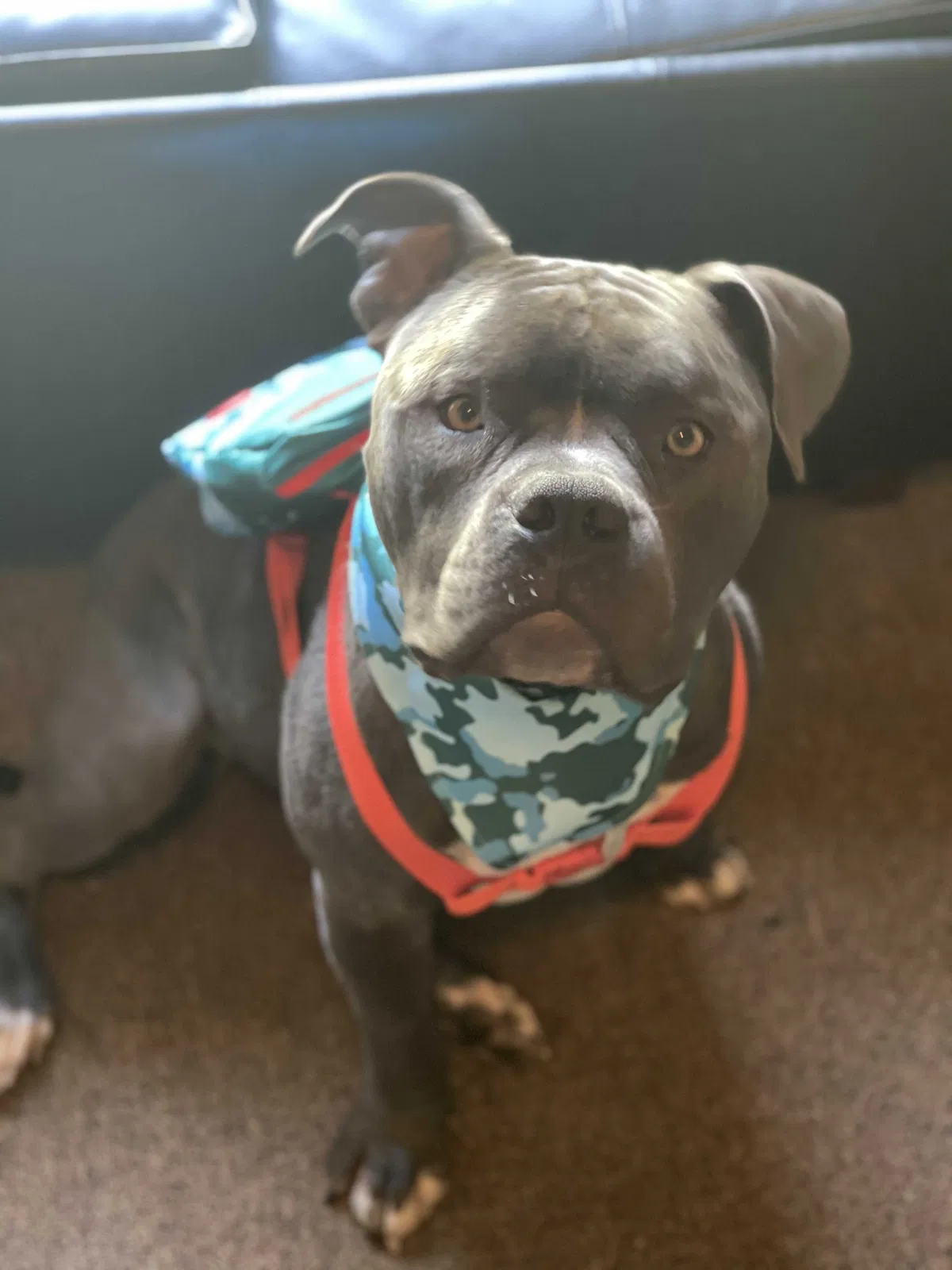 Lost dog in Gastonia, NC, 28052