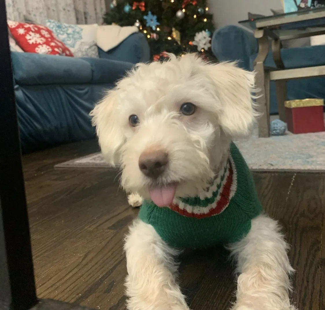 Lost dog in Gary, IN, 46406