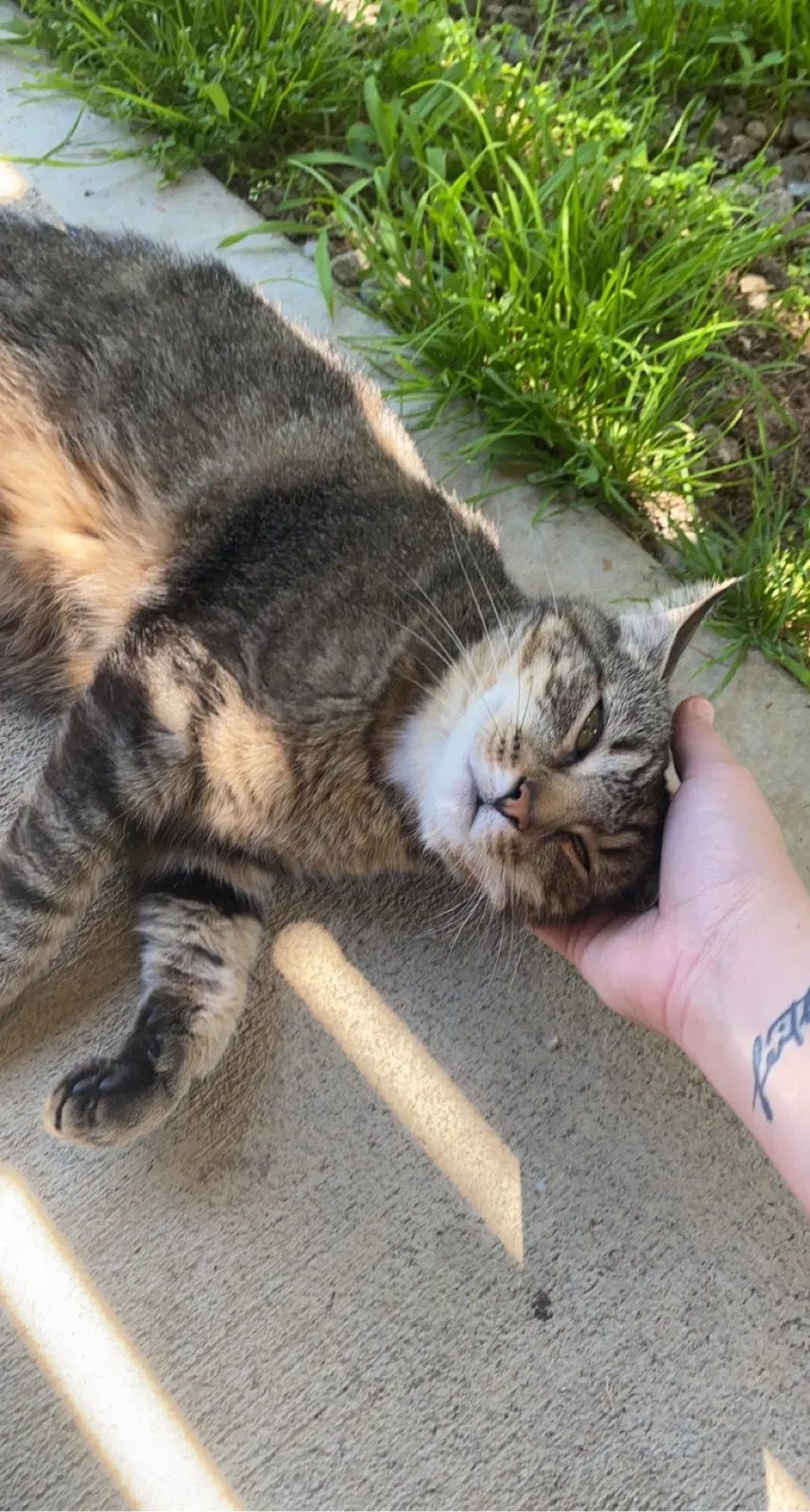 Lost cat in Erlanger, KY, 41018