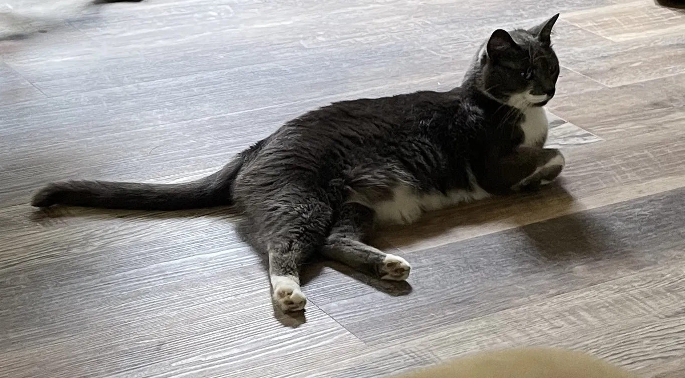 Lost cat in Orangevale, CA, 95662