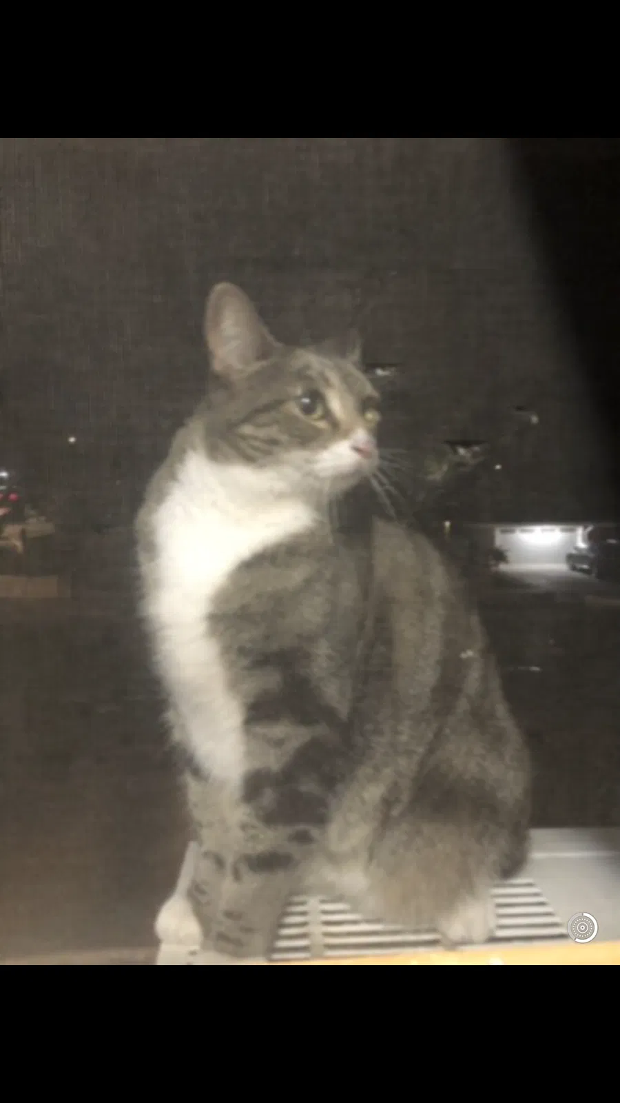 Lost cat in Anaheim, CA, 92804