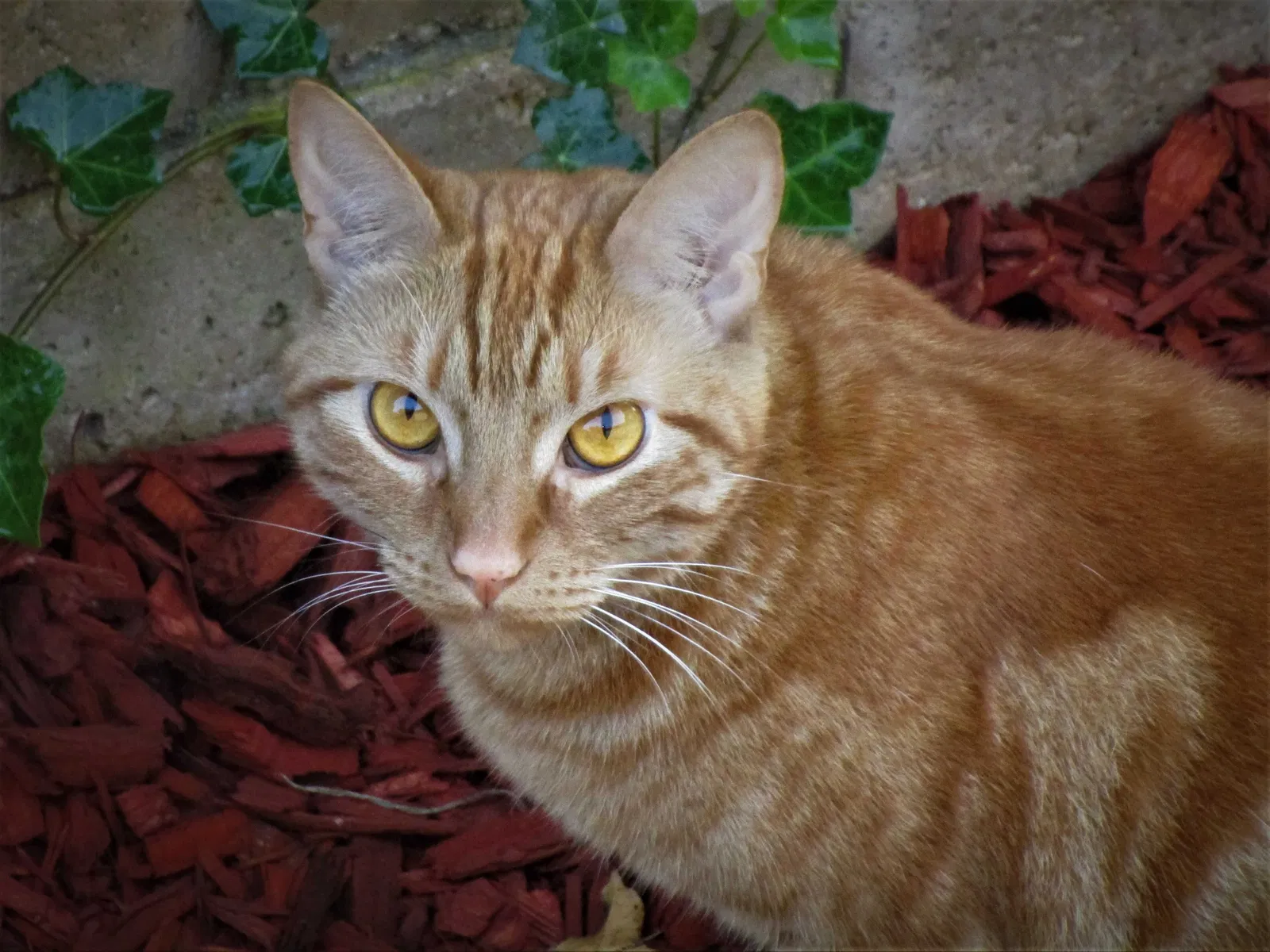 Lost cat in Oxnard, CA, 93036