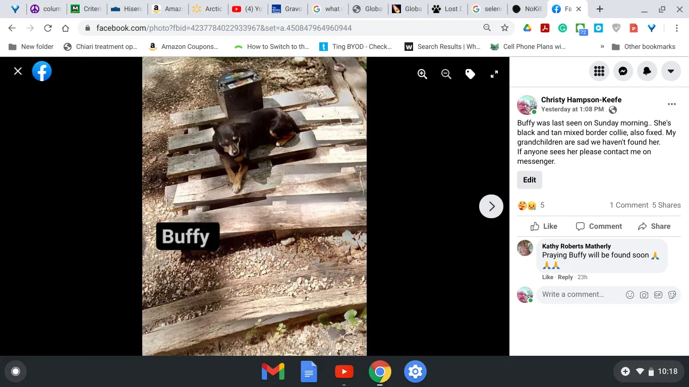 Lost dog in Versailles, MO, 65084