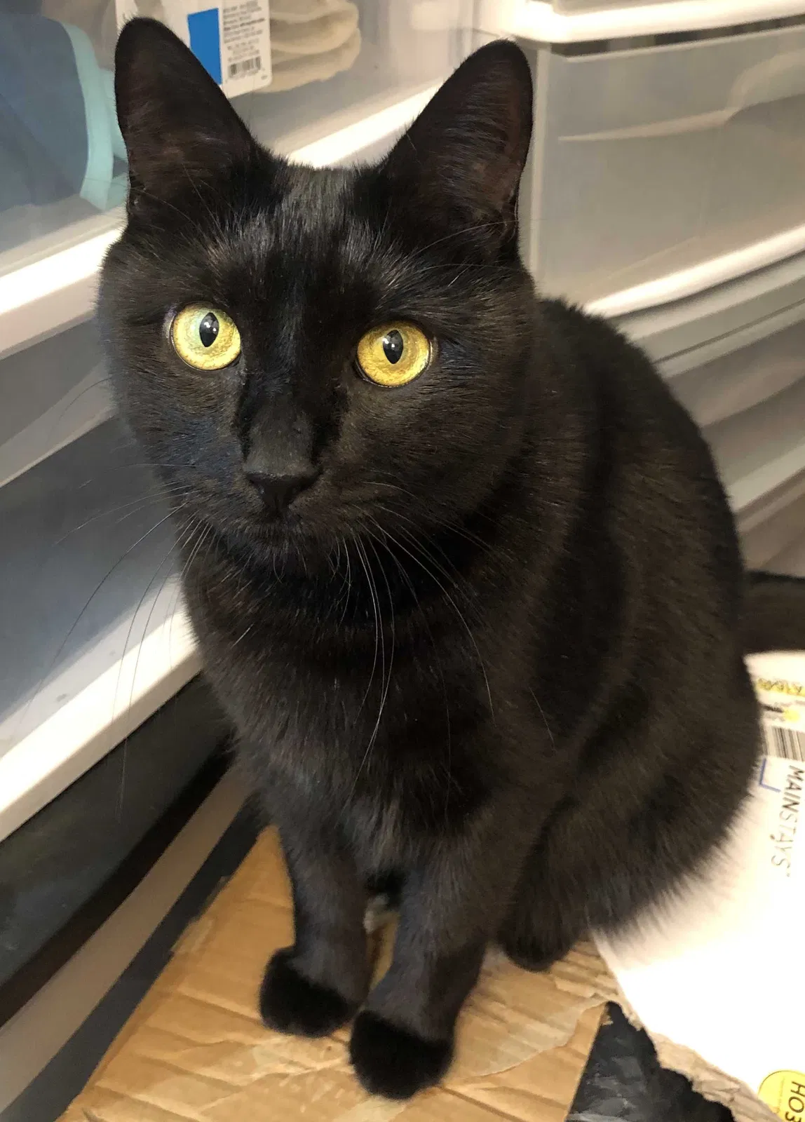 Lost cat in Lynn, MA, 1902