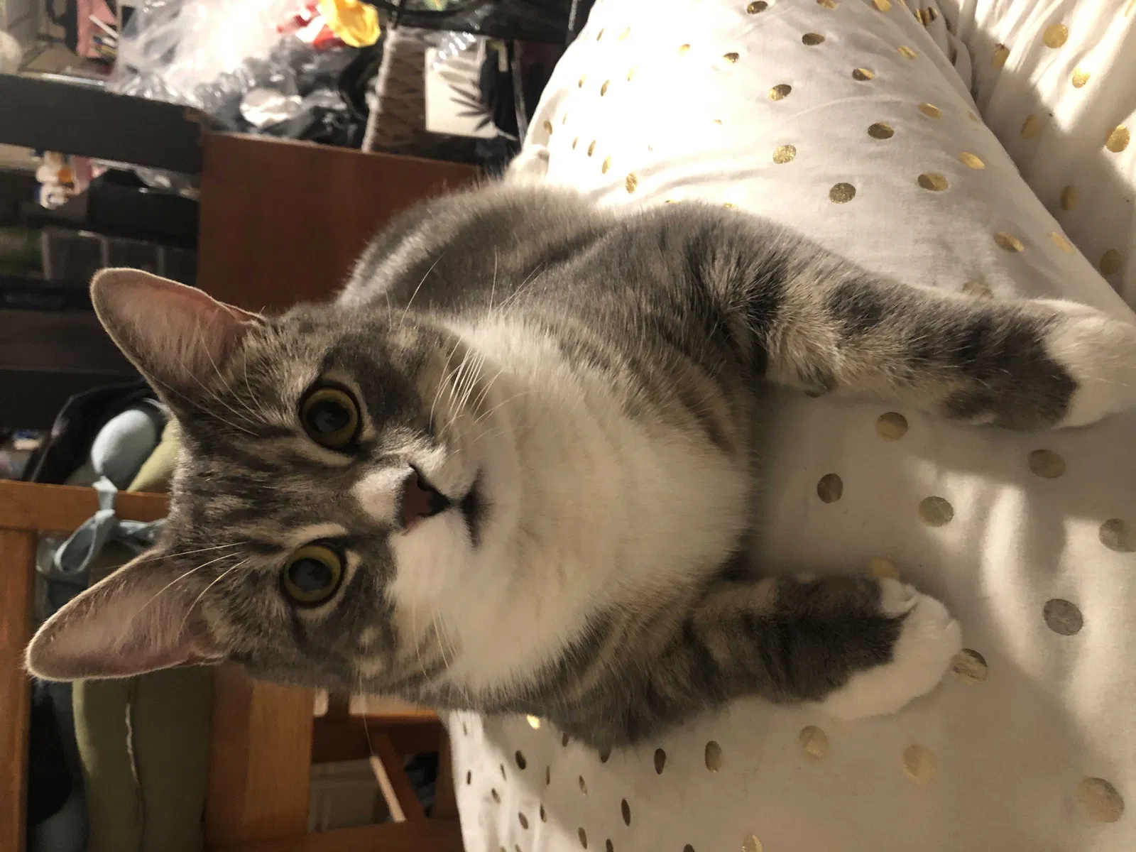 Lost cat in Lynn, MA, 1902