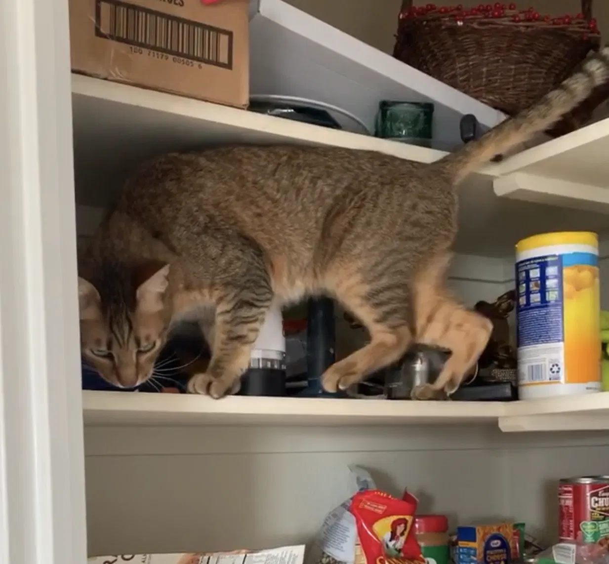 Lost cat in Cascade, ID, 83611